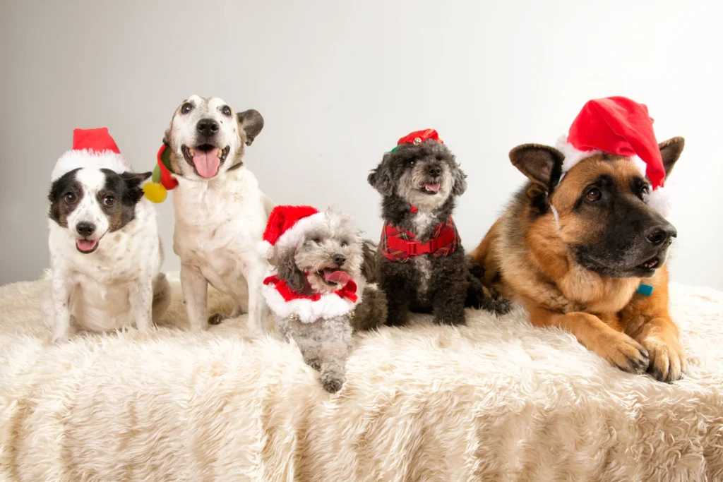Christmas photo session with pets