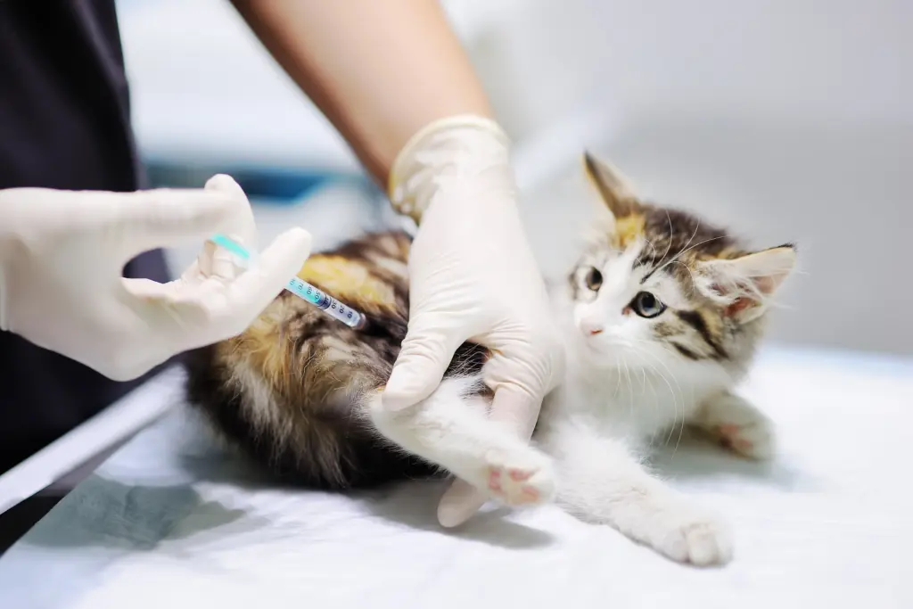 mobile business - veterinary services