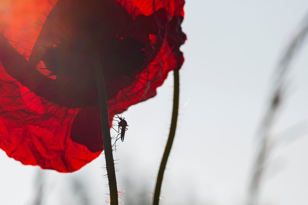 5 Ways to Get Rid of Mosquitoes While Working from Home