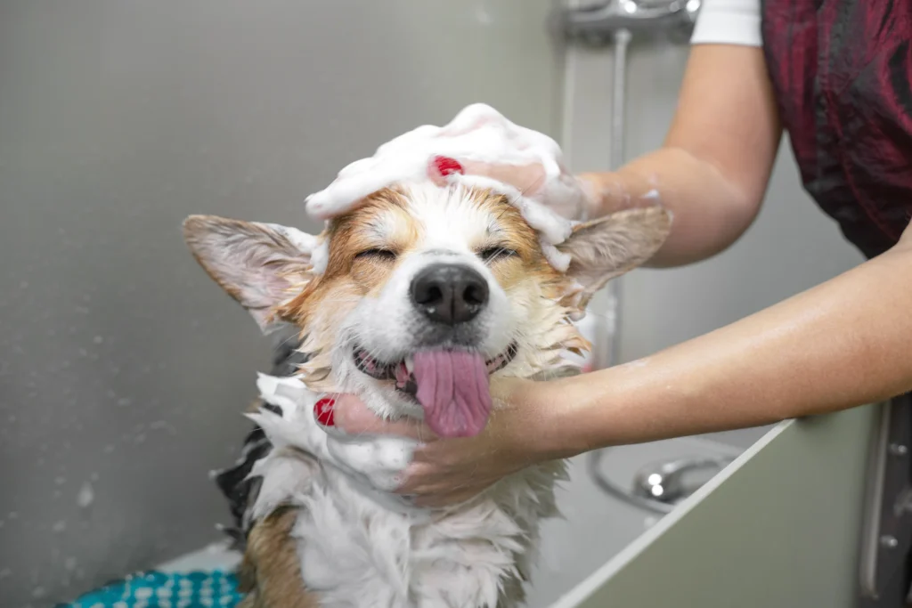 how to start a dog grooming business