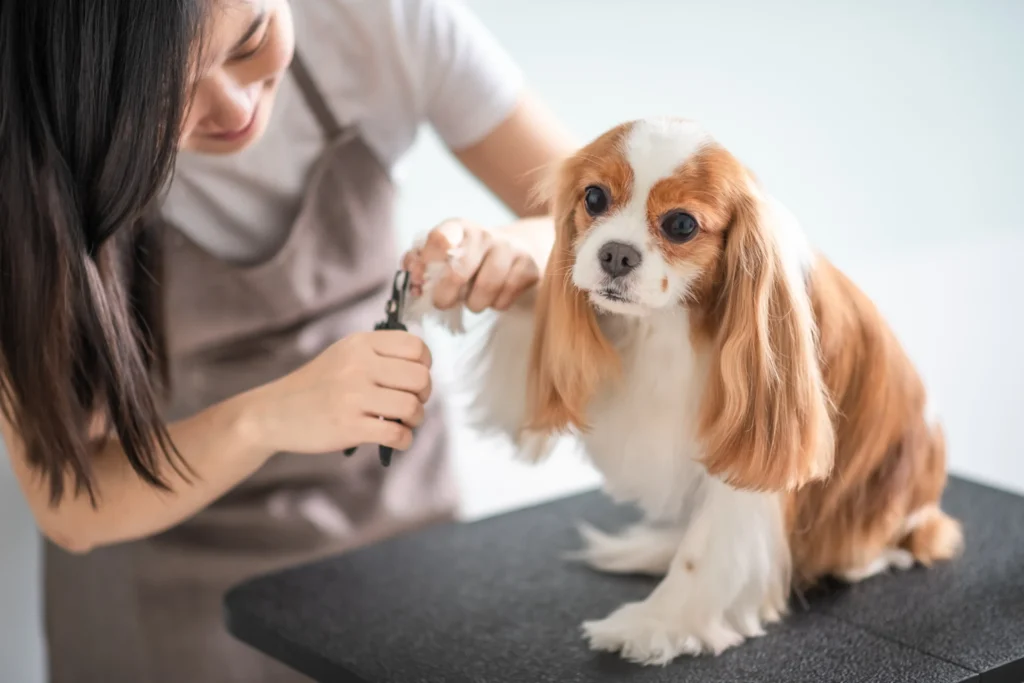 how to start a dog grooming business