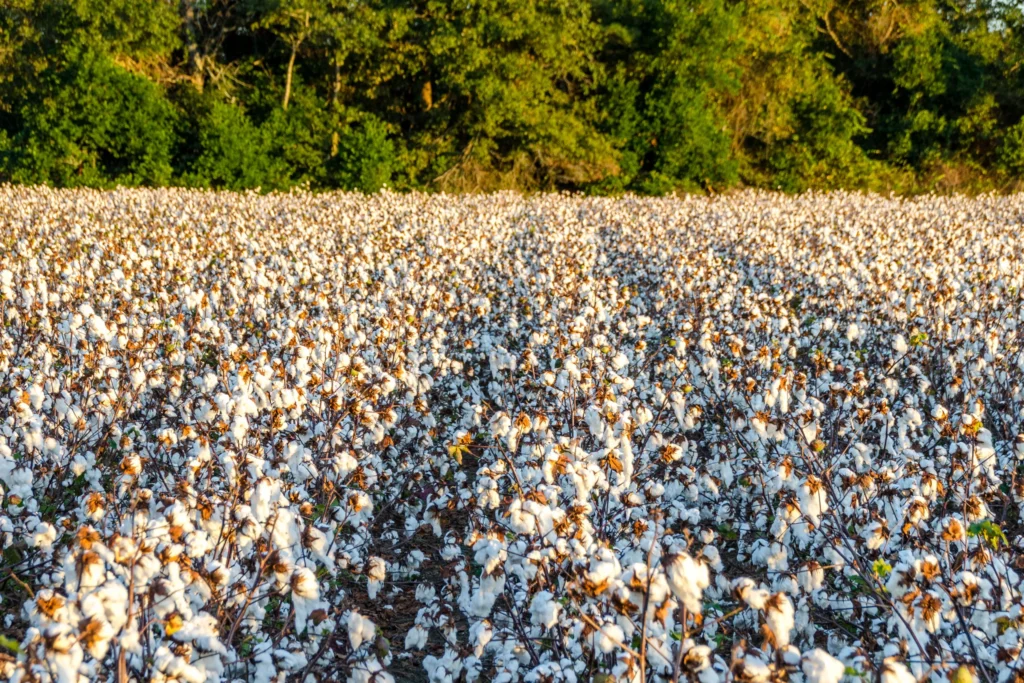 cotton picking