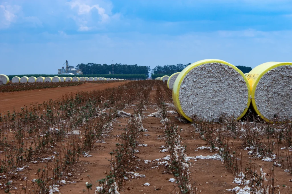 cotton picking