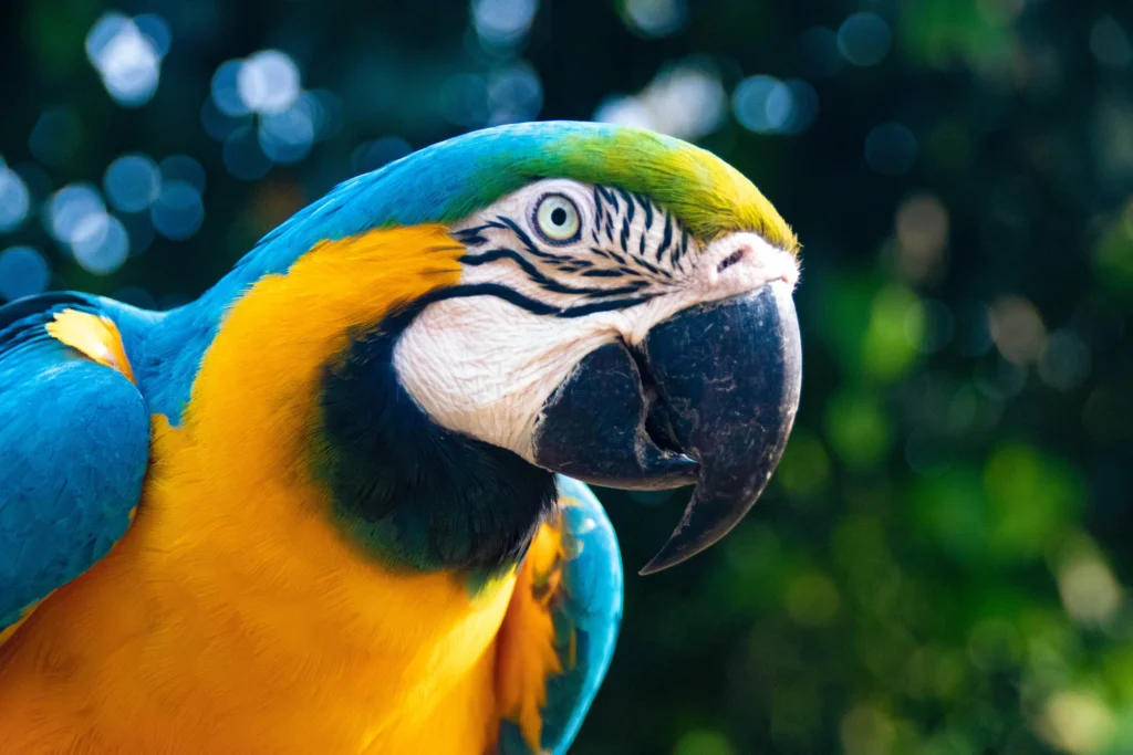 Exotic pet animal transfers parrot macaw