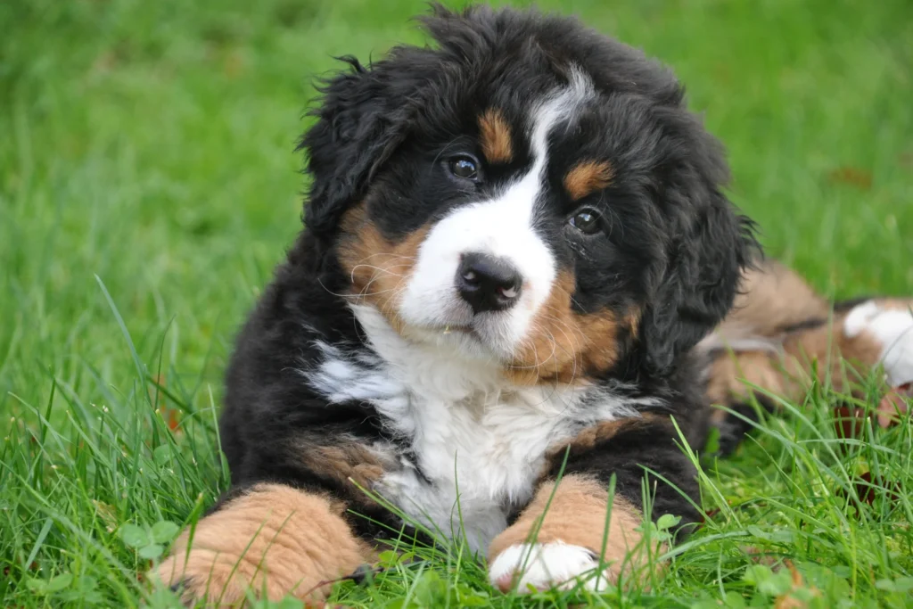 pet business dog