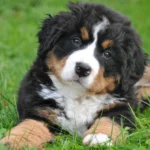 pet business dog