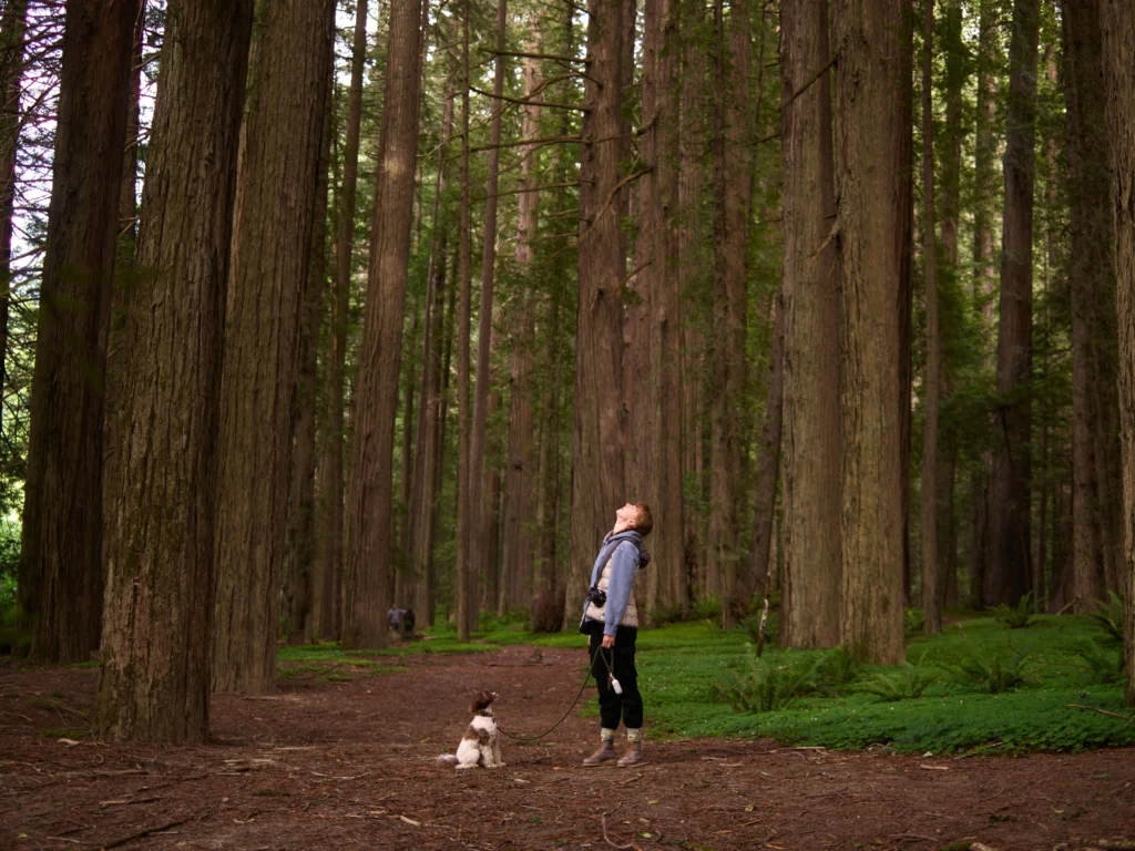 a woman with a dog among California redwoods